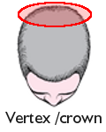 vertex / crown